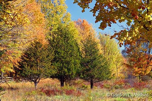 Three Pines_29637.jpg - Photographed near Crosby, Ontario, Canada.